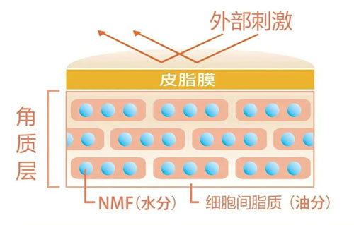 角質(zhì)層的作用有哪些？